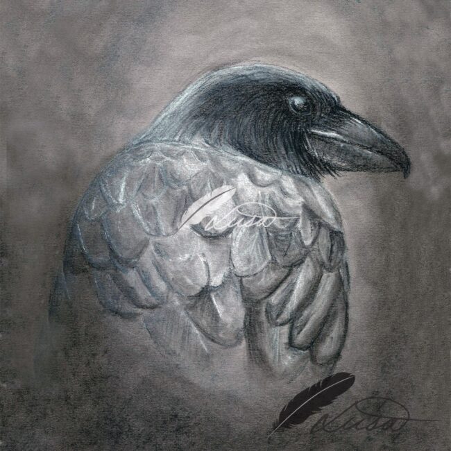 Close up of Limited Edition Giclee Print of a Raven Framed in Black Frame by Artist Liisa Clark