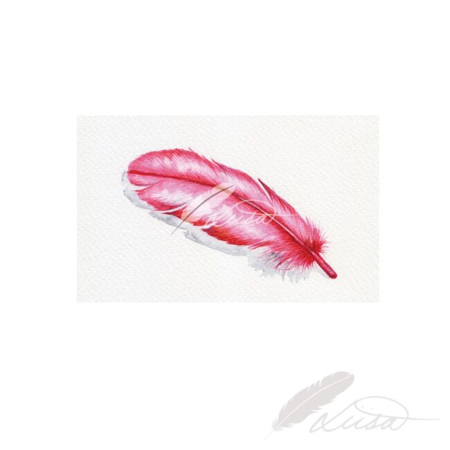 Pink Feather Original watercolour Painting by Liisa Clark
