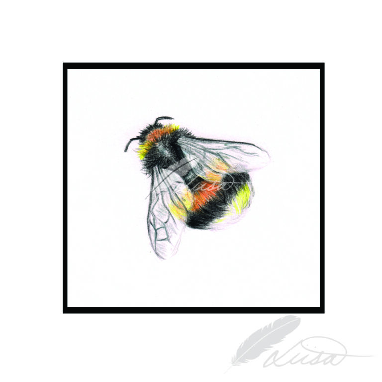 Limited Edition Giclee Print of Fluffy Bumble Bee in White Frame and Mount