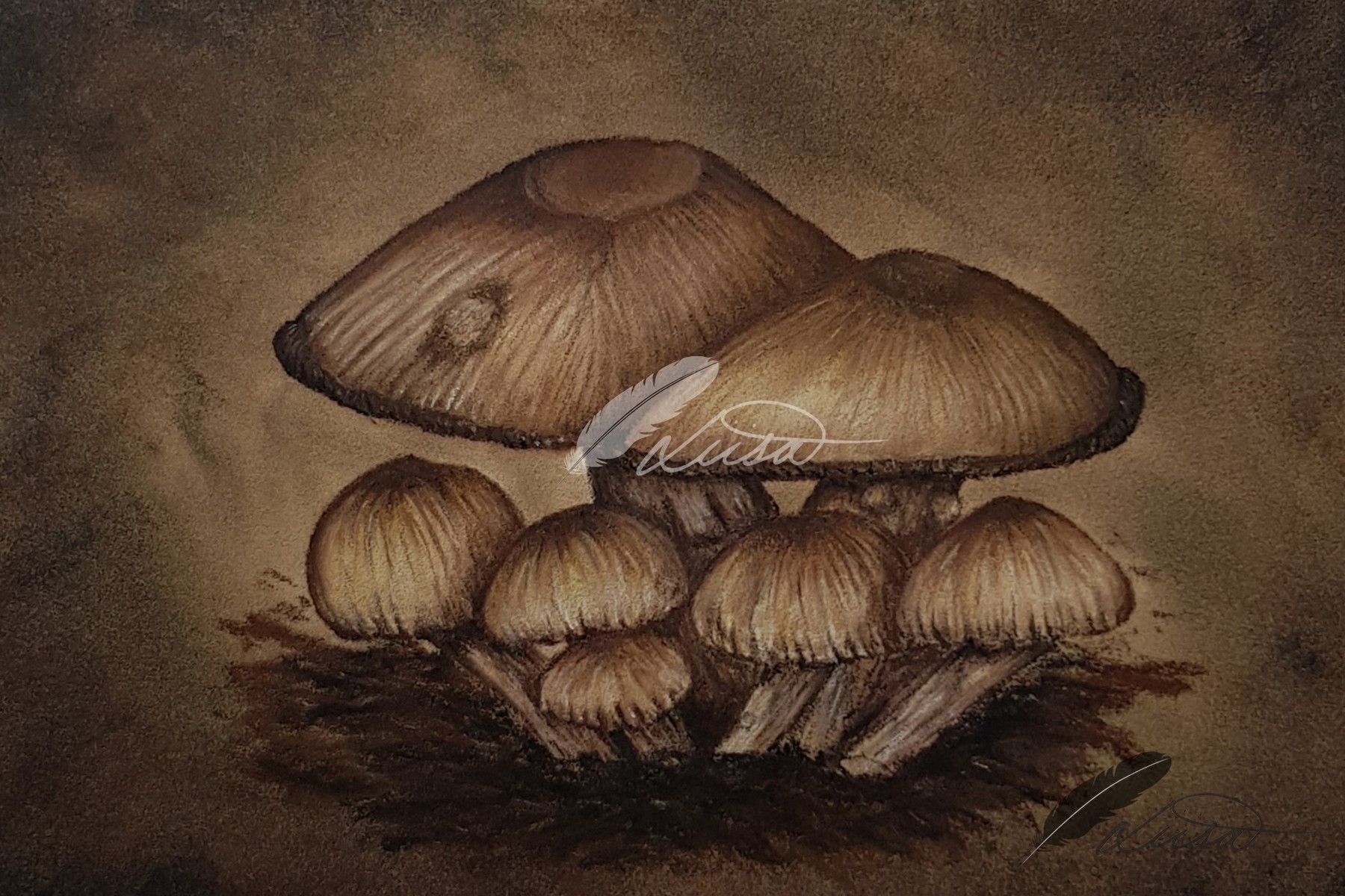 Commission Photo of Family of Toadstools by Liisa Clark