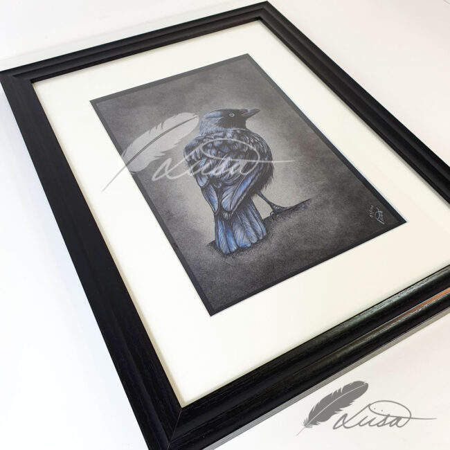 Limited Edition Giclee Print of a Jackdaw by Artist Liisa Clark