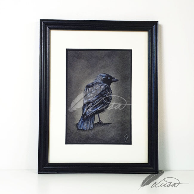 Limited Edition Giclee Print of a Jackdaw by Artist Liisa Clark
