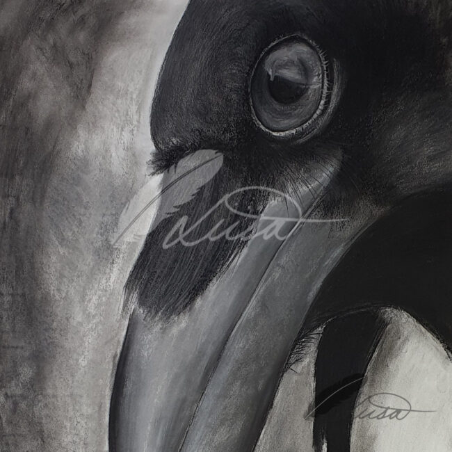 Large Black and white Monochrom Charcoal and Chalk Drawing of a Magpie by Liisa Clark