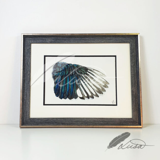 Limited Edition Giclee Print of a Watercolour Magpie Wing by Artist Liisa Clark