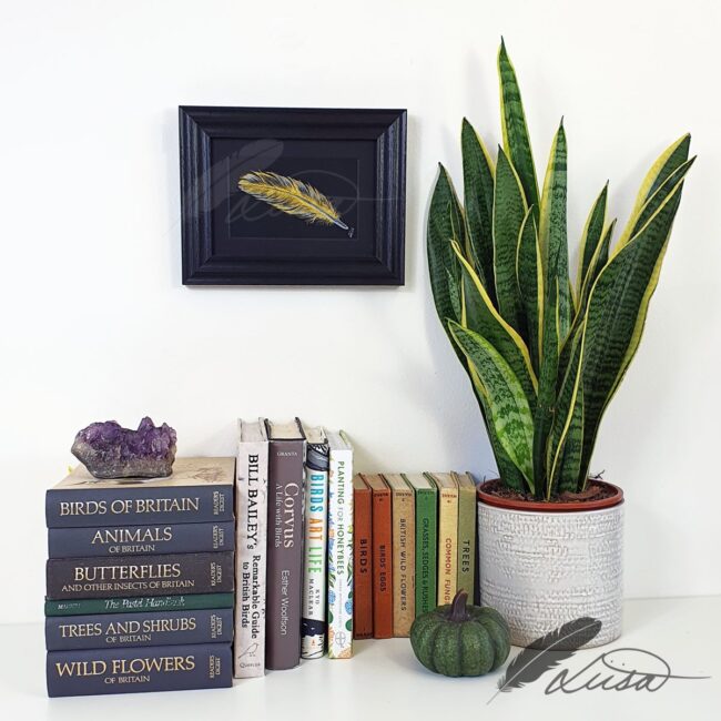 Watercolour painting of an Iridescent Gold Feather in a Black frame by Liisa Clark