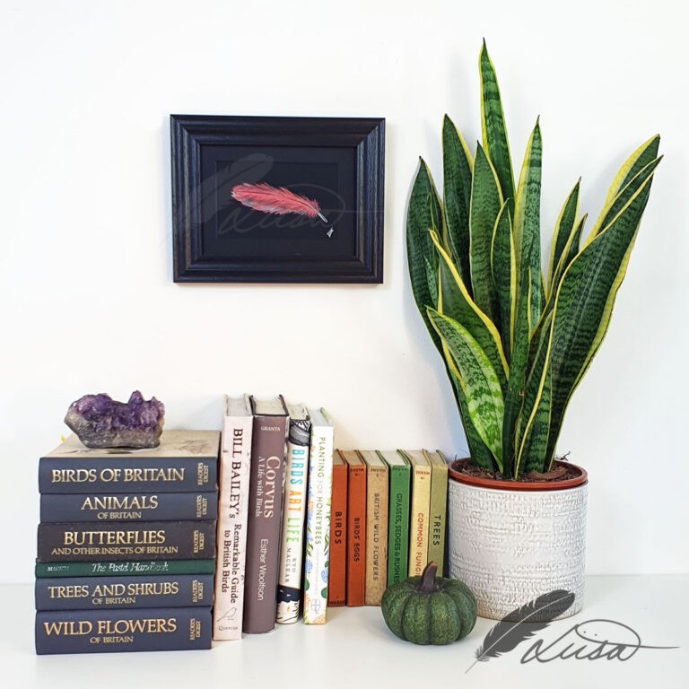 Watercolour painting of an Iridescent Pink Feather in a Black frame by Liisa Clark