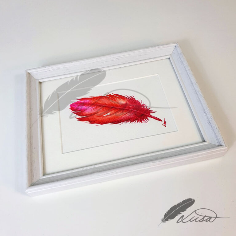 Pink and Orange Watercolour Feather Floating in a White Boxframe by Liisa Clark