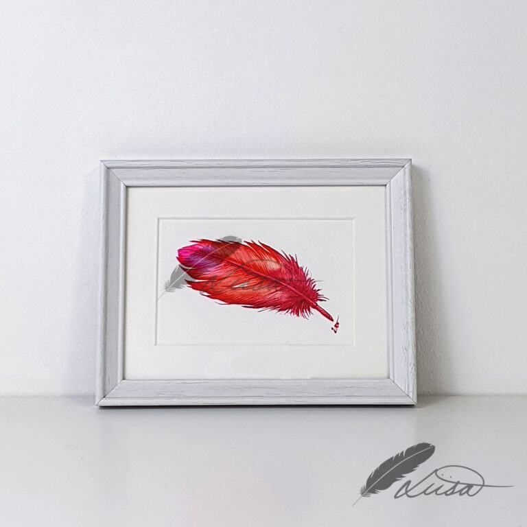 Love Watercolour Feather Floating in a White Boxframe by Liisa Clark