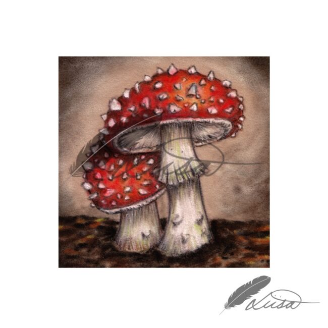 Original Drawing by Liisa Clark of a Fly Agaric Toadstools drawn on Velour Pastel Paper Set in a Rustic White Box frame