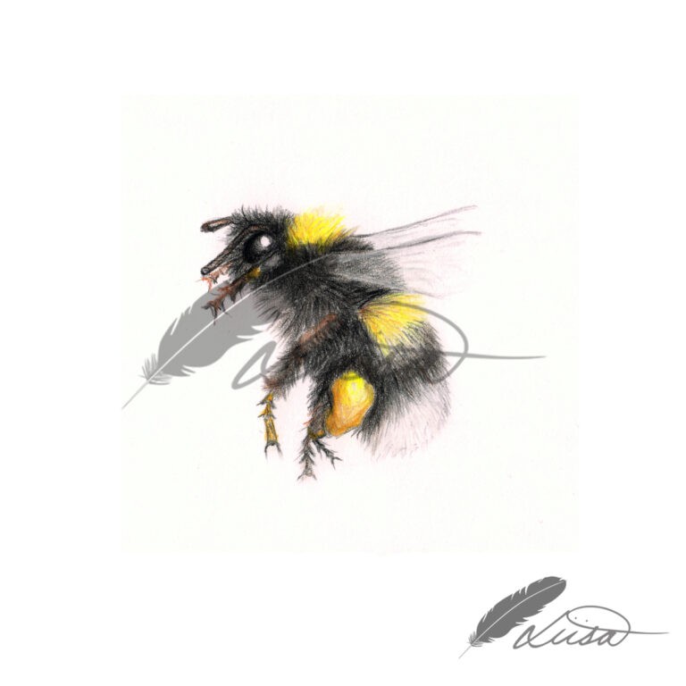 Limited Editiion Giclee Print Bumble Bee in White and wood Frame