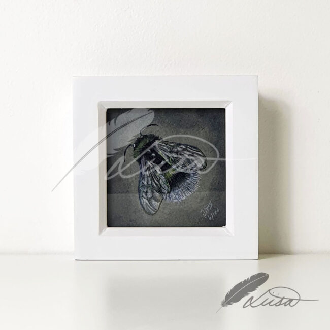 Limited Editiion Giclee Print Resting Bumble in White Box Frame
