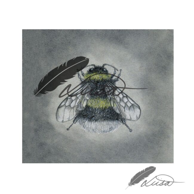 Limited Edition Giclee Print of Bumble Bee in white Box Frame