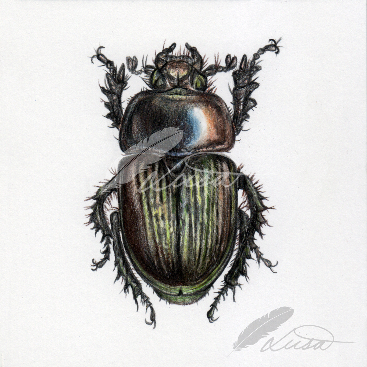 Commisson of beetle by Liisa Clark