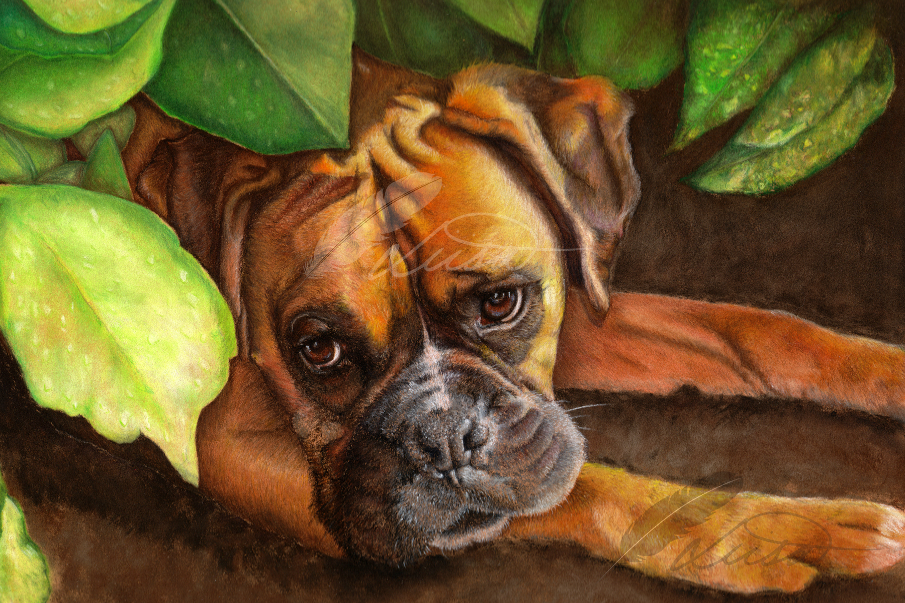 Commission of a Boxer by Liisa Clark