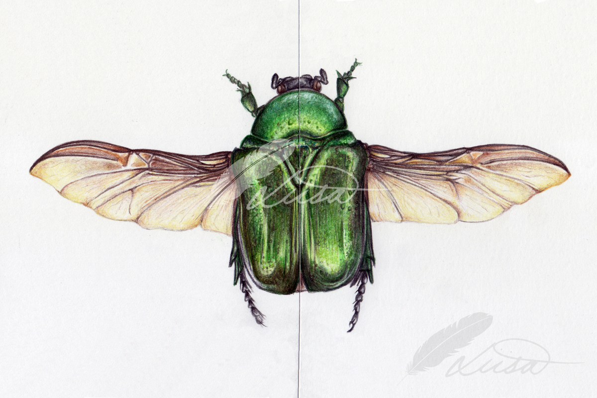 Commission of Jewel Beetle by Liisa Clark