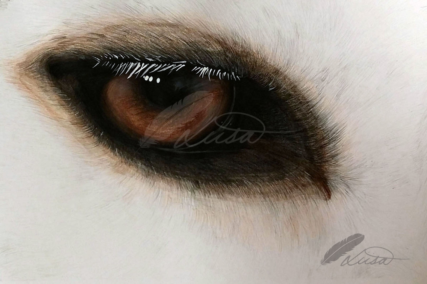 Commission of Husky Eye by Liisa Clark