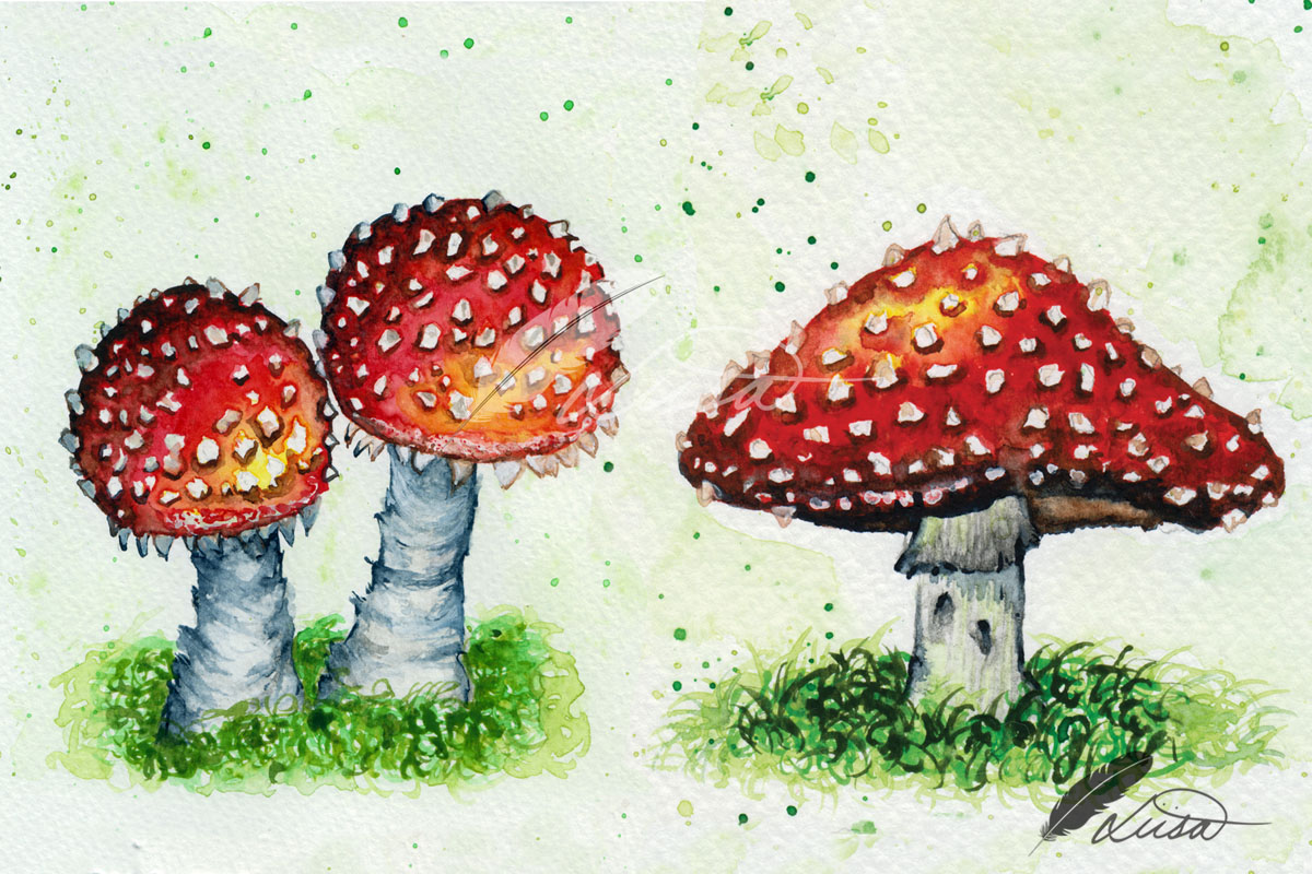 Toadstools, Mushrooms and Fungi