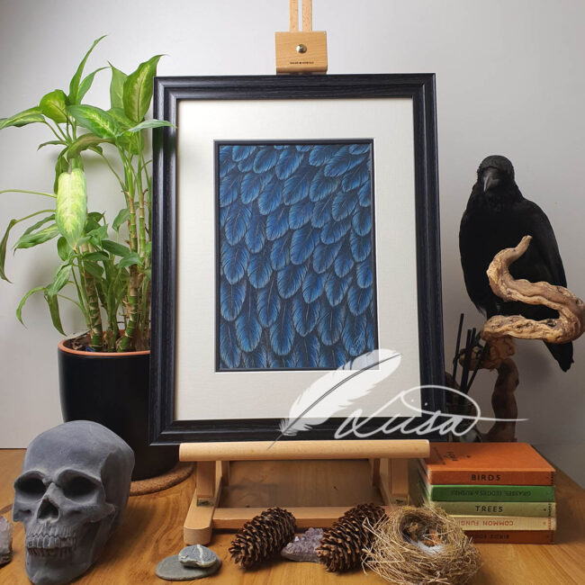 Original Pastel Drawing of Crow feathers set in an A3 White and Black Mount and Frame
