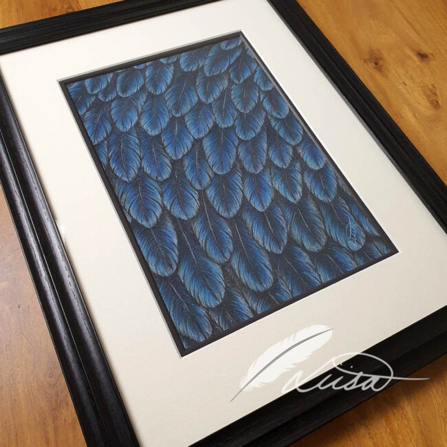 Original Pastel Drawing of Crow feathers set in an A3 White and Black Mount and Frame