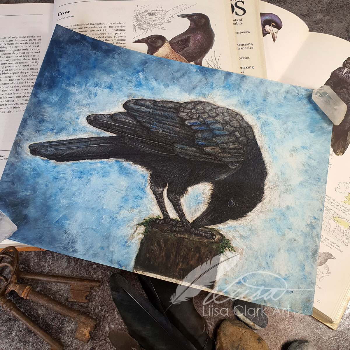 Original Pastel Drawing of a Crow Curiously pecking something titled What is this? Set in a Black Mount and Frame by Liisa Clark