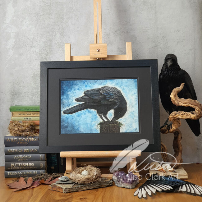 Original Pastel Drawing of a Crow Curiously pecking something titled What is this? Set in a Black Mount and Frame by Liisa Clark