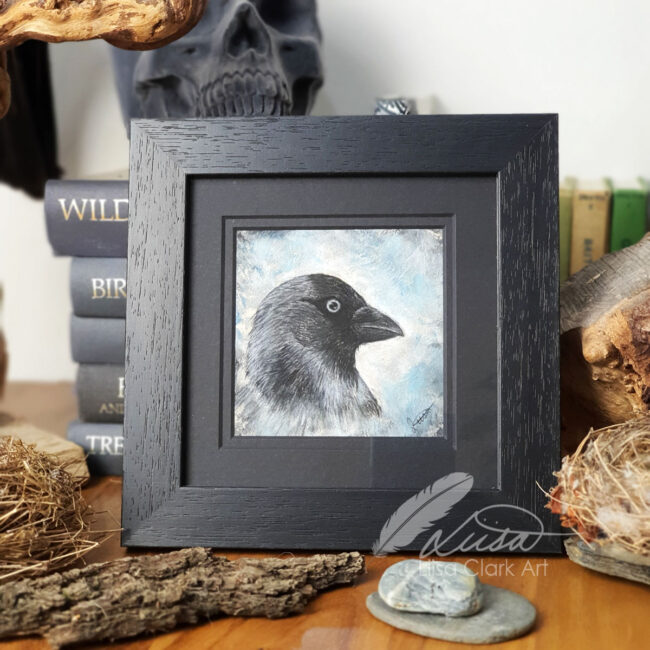 The Corvid Portrait Series Original Pastel Drawing of a Jackdaw set in an Black Mount and Frame by Liisa Clark