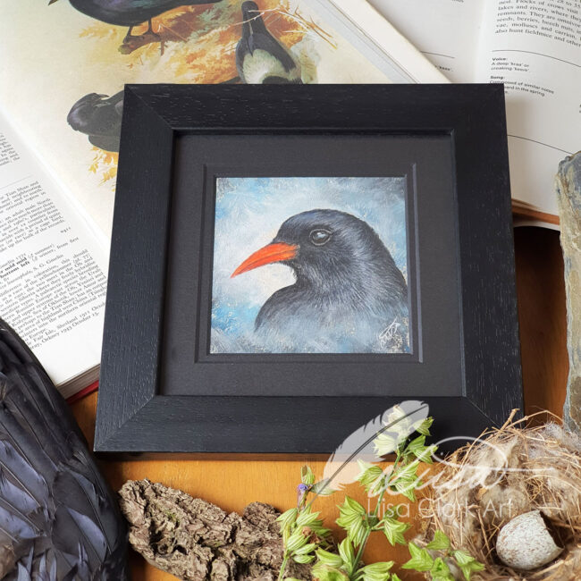 The Corvid Portrait Series Original Pastel Drawing of a Chough set in an Black Mount and Frame by Liisa Clark