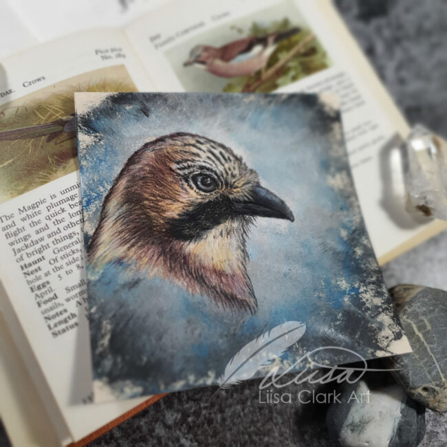 The Corvid Portrait Series Original Pastel Drawing of a Jay set in an Black Mount and Frame by Liisa Clark