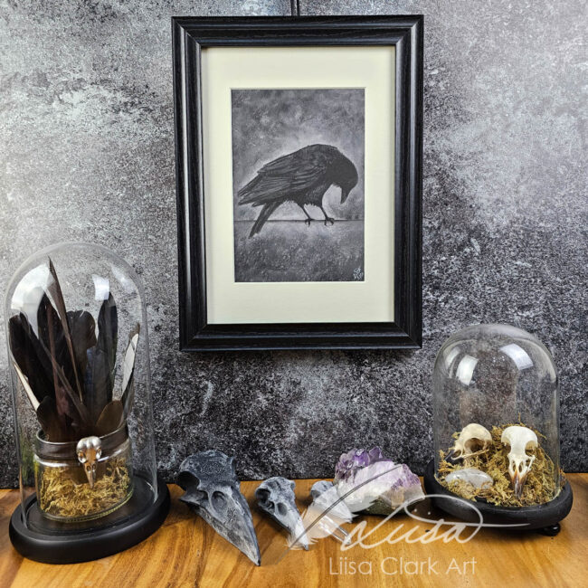 Limited edition giclee print of a Crow drawn in Pastels Set in a contemporary White Mount and Frame by Liisa Clark