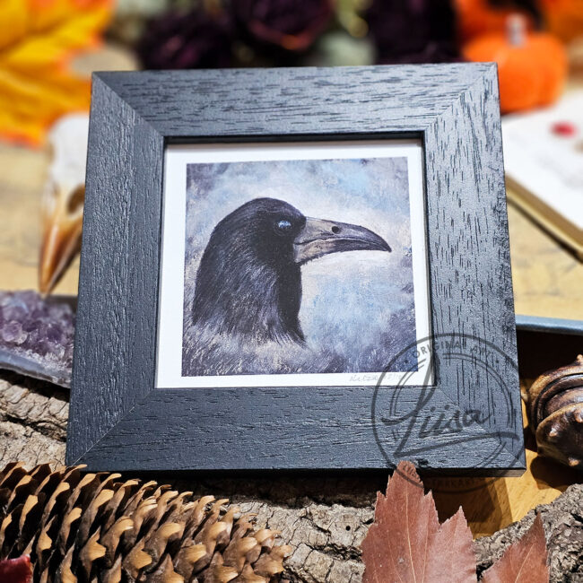 The Corvid Portrait Series Fine Art Print of Rook set in an Black Frame by Liisa Clark