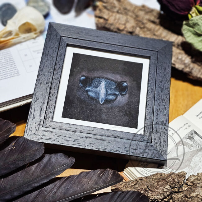 Close up Study of a Crows Face in Pastels by Liisa Clark Fine Art Print Set in a Contemporary Black Frame