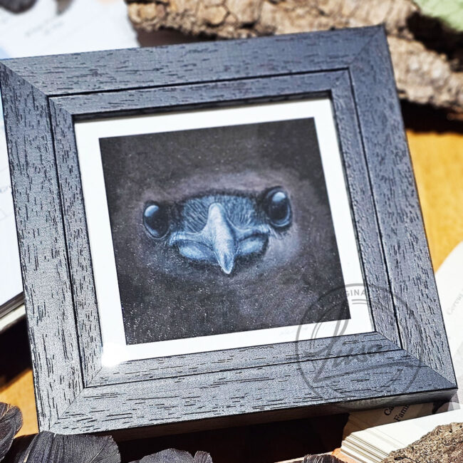 Close up Study of a Crows Face in Pastels by Liisa Clark Fine Art Print Set in a Contemporary Black Frame