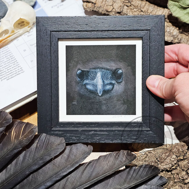 Close up Study of a Crows Face in Pastels by Liisa Clark Fine Art Print Set in a Contemporary Black Frame