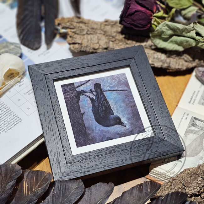 A Limited Edition Giclee Fine Art print Featuring A Crow hanging upside down Set in a black Frame by Liisa Clark