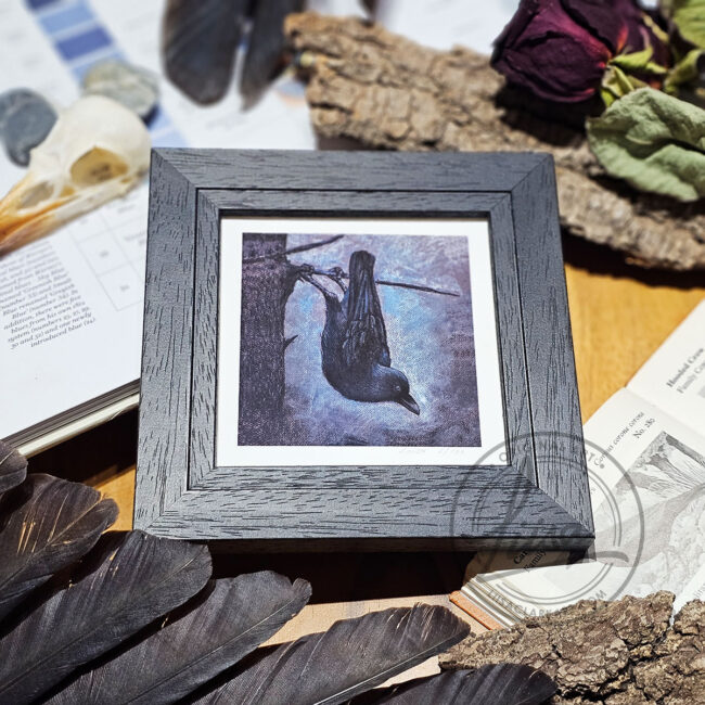 A Limited Edition Giclee Fine Art print Featuring A Crow hanging upside down Set in a black Frame by Liisa Clark