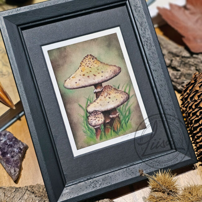 Limited Edition Giclee Art Print of a Family of Parasol Toadstools Originally created On Velour Pastel Paper Set in a Black Contemporary Frame by Liisa Clark