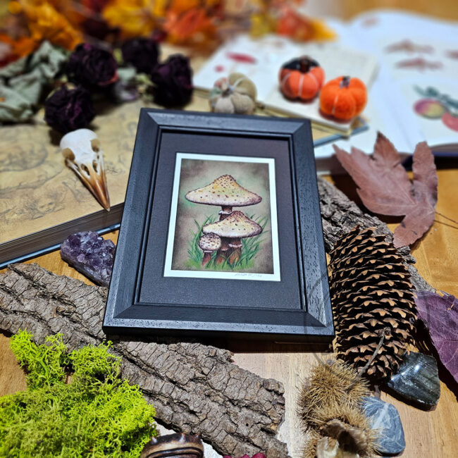 Limited Edition Giclee Art Print of a Family of Parasol Toadstools Originally created On Velour Pastel Paper Set in a Black Contemporary Frame by Liisa Clark
