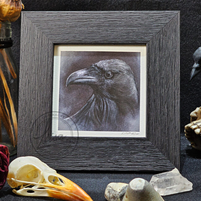 Raven Portrait in Muted Grey Tones in Pastels by Liisa Clark Fine Art Print Set in a Contemporary Black Frame