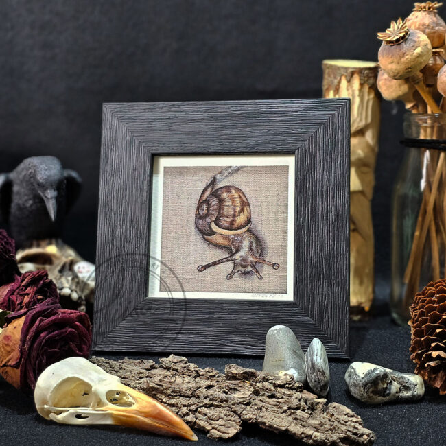 Limited Edition Giclee Art Print of a Garden Snail on a Natural Linen Panel Set in Contemporary Black Frame