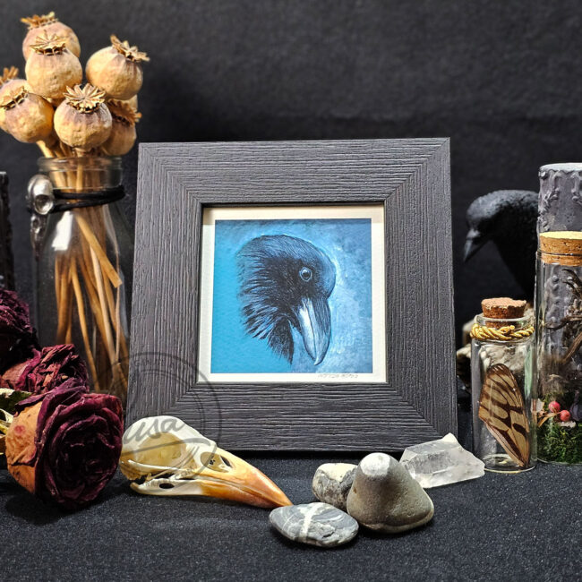 Portrait Of a Raven in Muted Grey Tones on Teal Pastel Paper in Pastels by Liisa Clark Fine Art Print Set in a Contemporary Black Frame by Liisa Clark