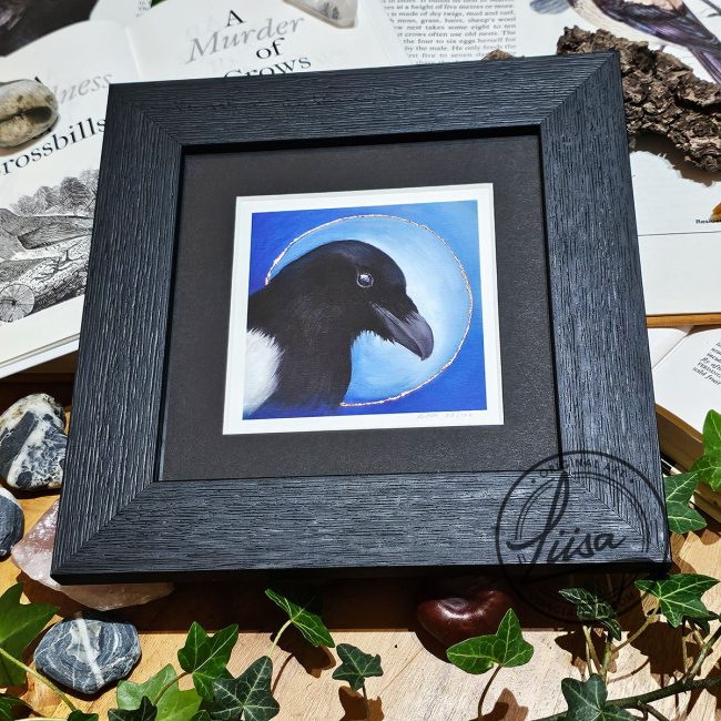 Framed limited edition magpie print with copper leaf halo in black wood frame from the Blue Corvid Series by Liisa Clark Art.