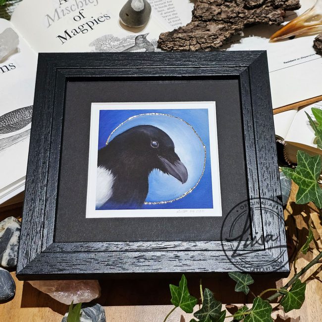 Framed limited edition magpie print with Gold leaf halo in black wood frame from the Blue Corvid Series by Liisa Clark Art