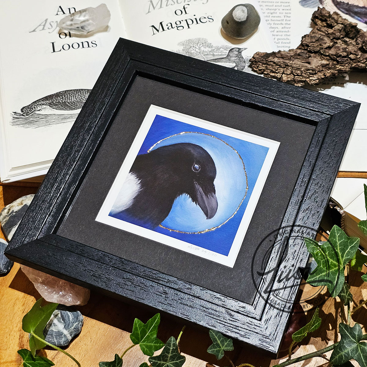 Framed limited edition magpie giclée print with hand embellished Gold leaf halo from the Blue Corvid Series by Liisa Clark Art, displayed with ivy, stones and natural history objects.