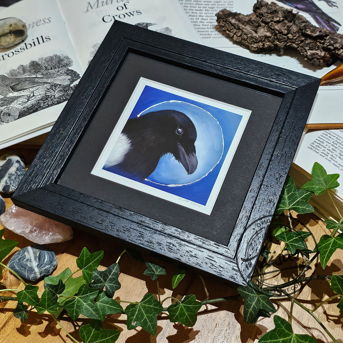 Framed limited edition magpie giclée print with hand embellished Silver leaf halo from the Blue Corvid Series by Liisa Clark Art, displayed with ivy, stones and natural history objects.