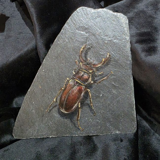 Original stag beetle painting on an irregular piece of reclaimed Welsh slate, photographed against black fabric