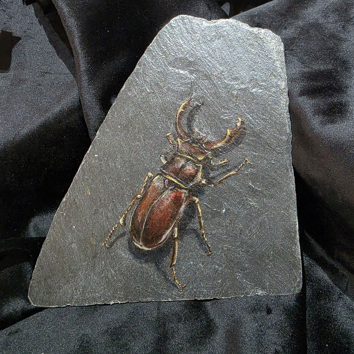 Original stag beetle painting on an irregular piece of reclaimed Welsh slate, photographed against black fabric
